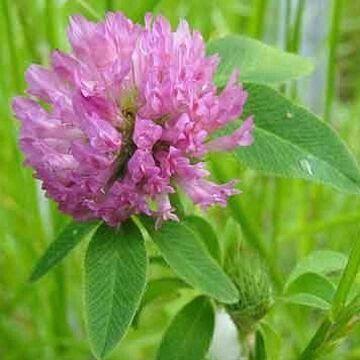 Quality Red clover extract, dark green or brown-black powder for sale