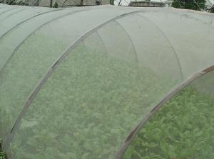Quality Green House Using Anti-insect screen 40x25 mesh，PE Plant Anti Insect Net,Mosqutio Screen for sale