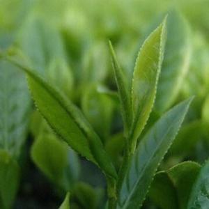 Quality Green Tea Extract, Anti-aging, Eliminating Free Radicals for sale