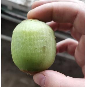 Desktop electricity orange peeling machine lemon peeling machine fruit citrus