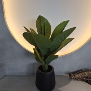 Long Lasting Plastic Material Artificial Plants 70cm Artificial Dieffenbachia