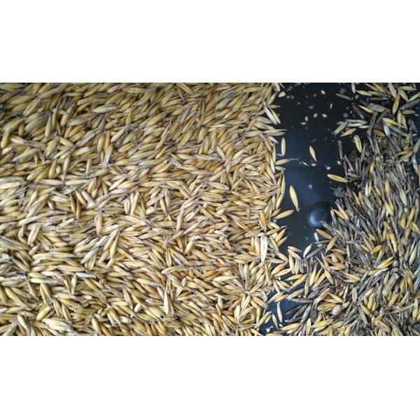 2022 Latest High Quality Grain Color Sorter wiht 8 Chutes 512 Channels Hot in Brazil