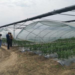 Strawberry High Tunnel Greenhouse Hydroponic Rain Shelter Greenhouse