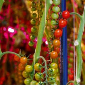 Cucumber LED Interlighting 80W High Output Supplemental Greenhouse Lighting