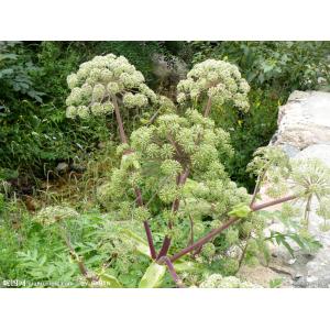Top quality pure natural angelica root extract 10:1 --Angelica Sinensis(Oliv.