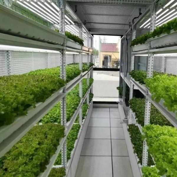 Multi-Span Agricultural Greenhouses 40ft Container Hydroponic Vertical Farming