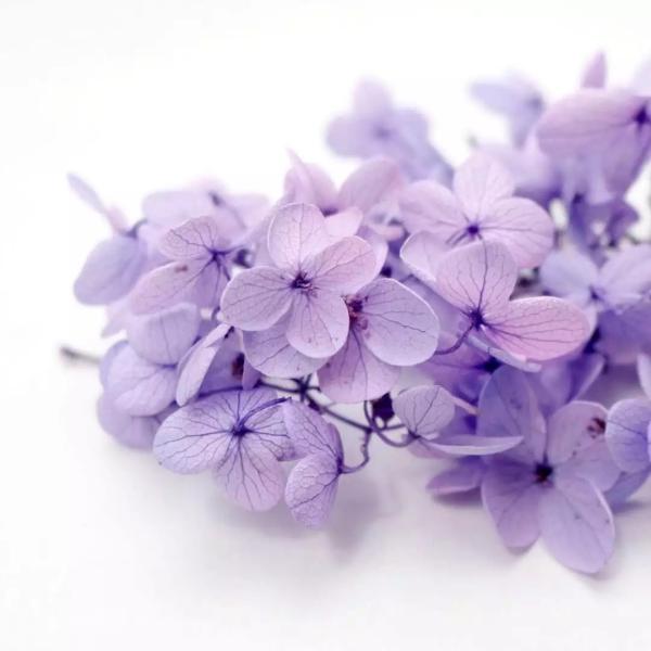 Home decoration soft touch natural preserved hydrangea
