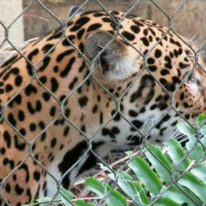 Quality Transparent and Flexible Stainless Steel Zoo Wire Mesh with Rhombus Mesh and Custom-made Sheet Size for sale