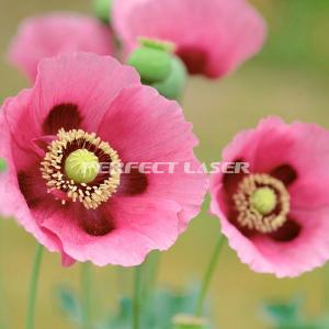 8G DDR Vertical 3.5PL 200W Foldable UV Wall Printer