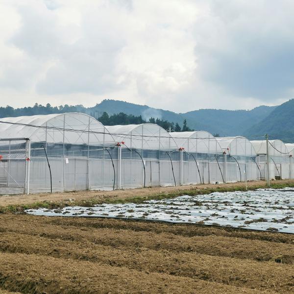 High Intensity Multi-span Arch Plastic Film Greenhouse Hot Dip Galvanized Steel Pipe Agriculture Greenhouse