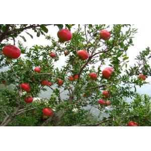 Natural manufacturer supply GMP Punica granatum/ pomegranate bark extract for