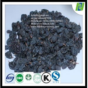 Dried black currant p.e 5%-25% for HPLC