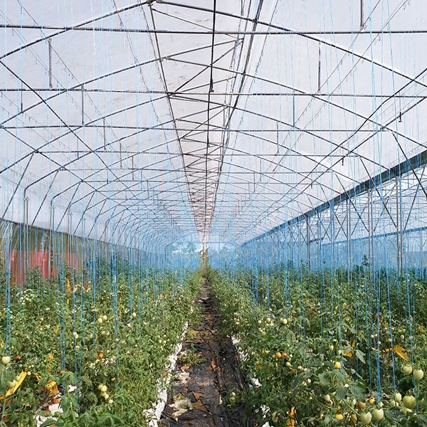 Tomato And Strawberry Greenhouse Turnkey Project 8-10 Meter Span Width