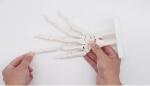 Articulated Human Skeleton Model Hand Joint Bone For Lab