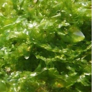 High quality fucoxanthin powder seaweed kelp extract,Natural Bladderwrack