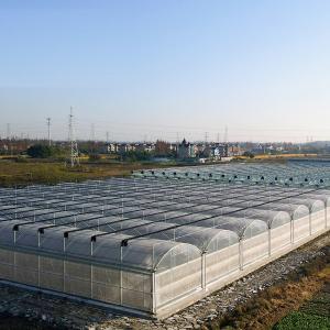 Steel Structure Multi-Span Hydroponic Greenhouse System for Sustainable
