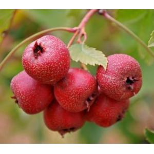Quality Hawthorn Fruit P.E. Total flavone5%-90%, Cardiovascular Health ,Promoting digest , Chinese manufacturer hot sale for sale