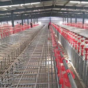 Disc Chain Conveying Swine Farm Equipment Pig House