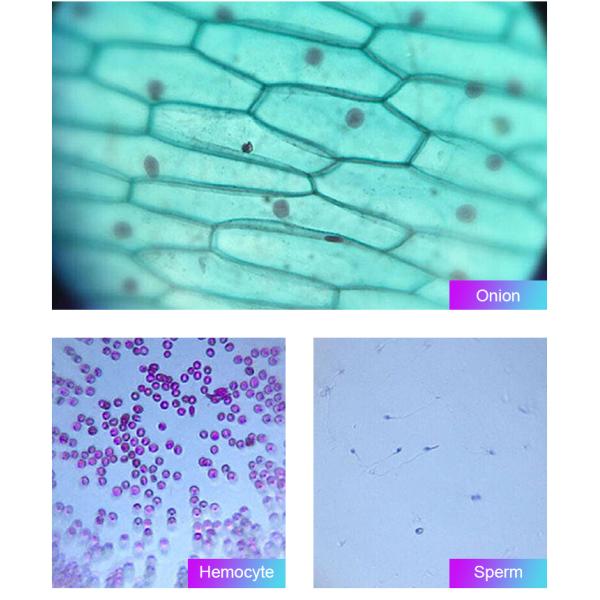 LED Light Source Compound Laboratory Optical Microscope A12.1502-T WF10x Trinocular