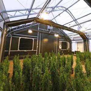 Agricultural Tunnel Fully Automated Light Deprivation Greenhouse Single-span