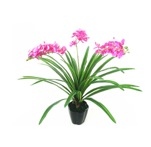 flower,Rosa rugosa, Rose,violet,Matthiola incana, Commoon Stock, blueviolet,