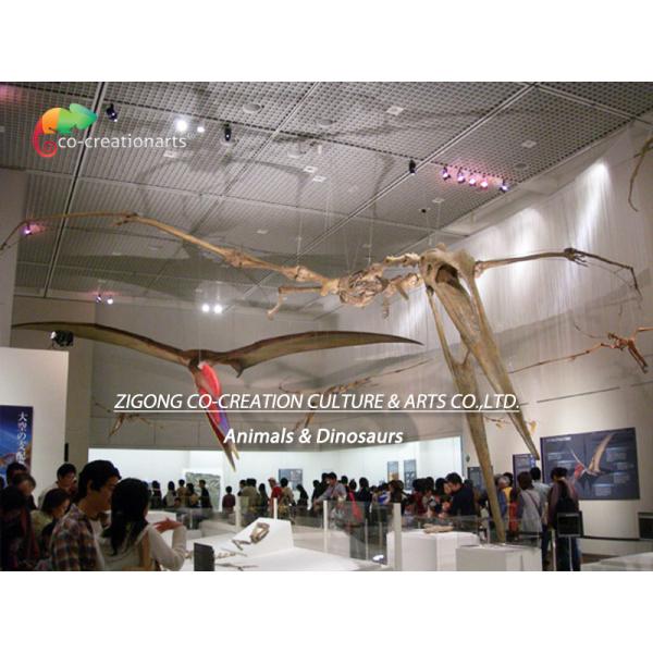 Museum Exhibition Resin Dinosaur Skeleton Quetzalcoatlus Skeleton Customizable