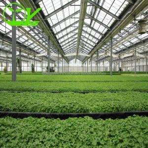 Our Top-Notch Polycarbonate Greenhouse Single Layer 30-100m Length