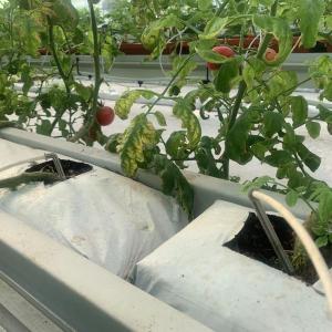Highly Multi-Span Vertical Farming Container Greenhouse with Substrate Culture