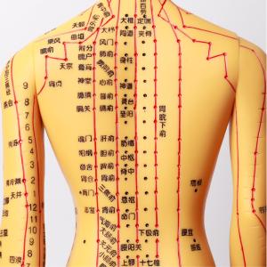 Acupuncture Needles Acupuncture Body Model Realistic Appearance Detailed
