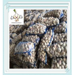 lowest price newest wholesale natural garlic garlic export price