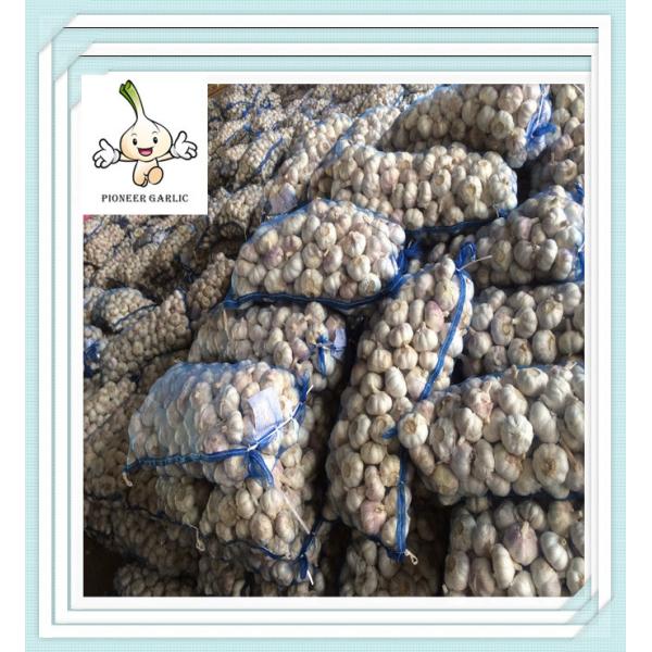 Buy lowest price newest wholesale natural garlic garlic export price at wholesale prices