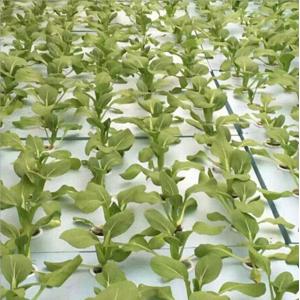 Plant Agriculture Hydroponic Growing Medium Foam