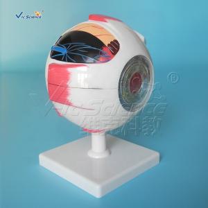 Human Eyes Anatomy Teaching Model Human Eyeball Anatomical Model