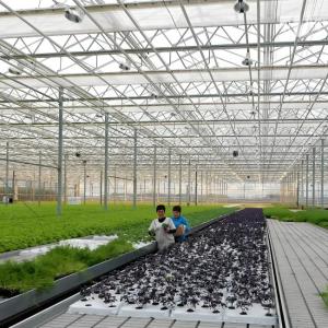 Elegant Venlo Glass Greenhouse for Rose Growing with High Light Transmission