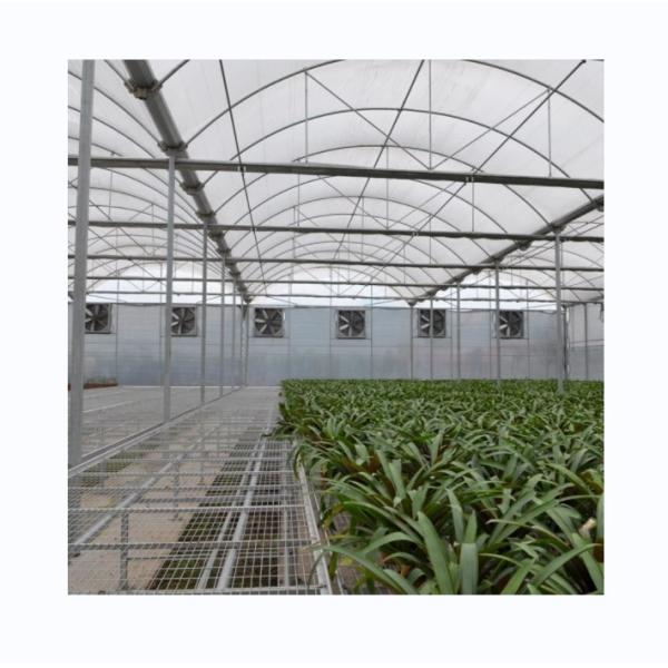 Multi Span Poly Film Greenhouse for Agriculture Optional Cooling and Irrigation