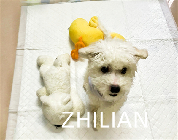 3 Phases Pet Pad Dog Cat Pad Making Machine 350 m/ Min