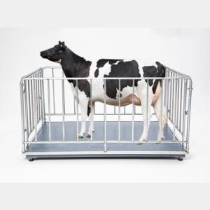 Customized OBM Support Digital Livestock Scale for Sheep Cattle Poultry Farm 2000KG Weight Limit Fence and Panel Included