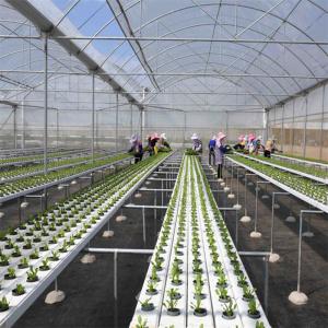 Vegetables Multispan Poly Tunnel Greenhouse With Cooling Ventilation System