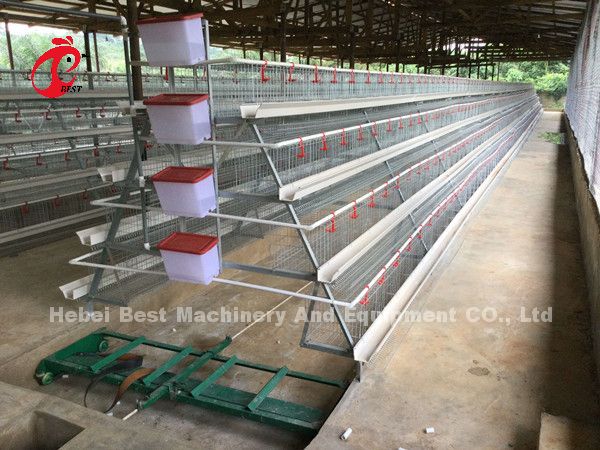 Most Economical Chicken Layer Battery Cage Poultry Farming For 5000/10000/20000 Birds Star