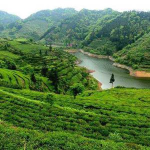 Aged Healthy Slimming Dark Tea Brick With Attractive Taste Refreshing