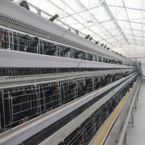 China Galvanized H410mm Poultry Battery Cage , 494cm2/Bird Egg Laying Equipment on sale