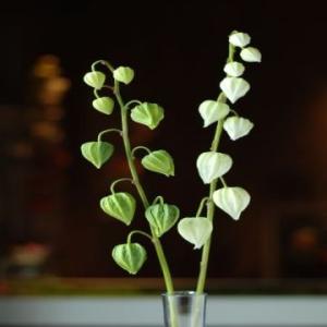 Real Touch PU Cape Gooseberry