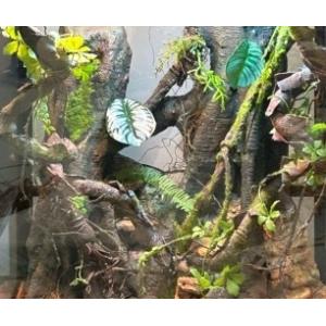 China Vivarium Background PU Material Ecological Natural Home Crawlers Reptiles on sale