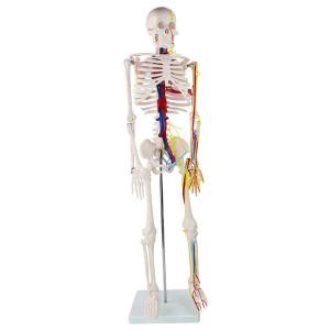 85cm Disarticulated Educational Skeleton Model For Medical Teaching
