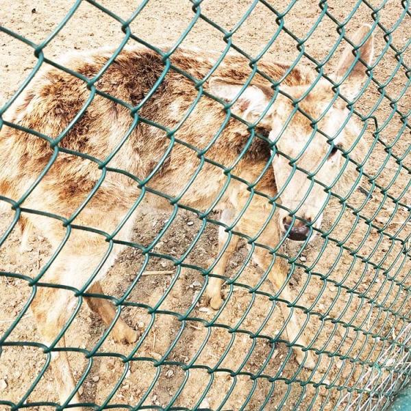 Buy PVC Coated Hot Dipped Galvanized Chain Link Fence 1mx30m Roll at wholesale prices