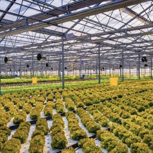 Multi-Span Hollow Roof Glass Greenhouse for Flower Growing US 20/Square Meter