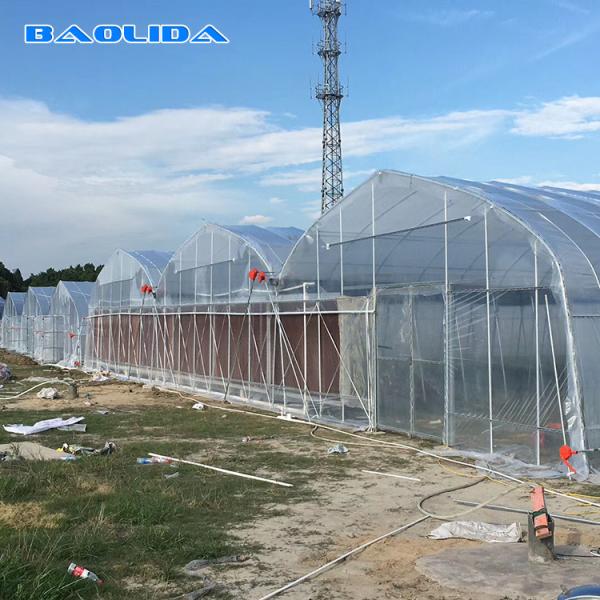 Buy Prefabricated Tomato Tunnel Multi Span Greenhouse Different Vegetables Support at wholesale prices