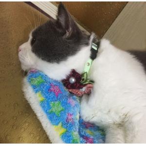 Adjustable Custom Pet Collars Different Sizes Available Comfortable Texture