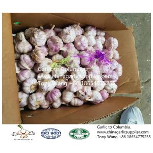 2019 China garlic to Columbia. new crop with good price.