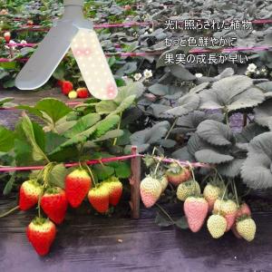 Compact LED Grow Lights For Vegetables 20W 40W IP68 Waterproof